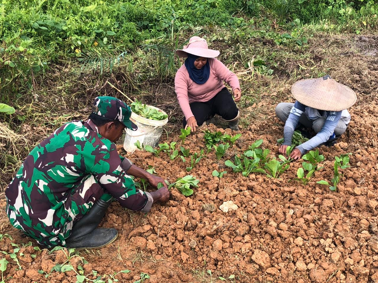 Wujudkan Ketahanan Pangan, Babinsa Bersama Petani Kompak di Lapangan Lakukan Penanaman Sawi