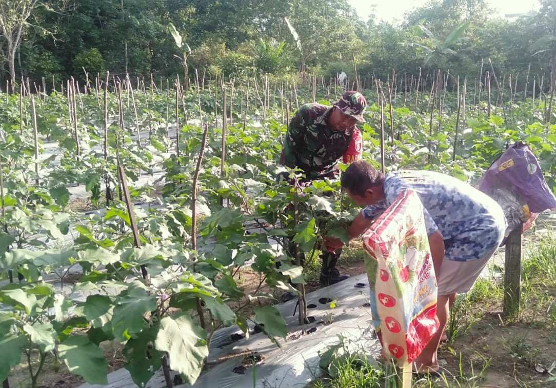 Babinsa Panca Jaya: Produktivitas Terong Diharapkan Mampu Penuhi Kebutuhan Sayur Masyarakat