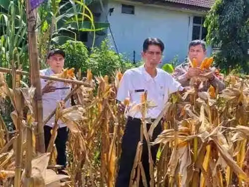 Wakapolsek Cikupa Hadiri Panen Jagung Kuartal II Program 1 Desa 2 Hektare, Dukung Ketahanan Pangan Nasional