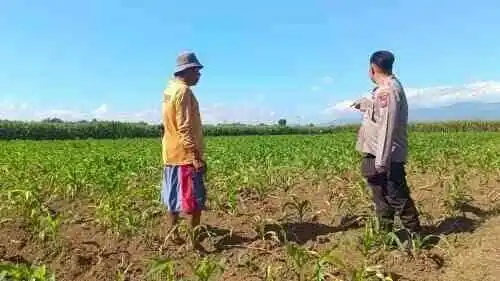 Polsek Sumberasih Kawal Pertumbuhan Jagung Binaan, Dukung Target Swasembada Pangan
