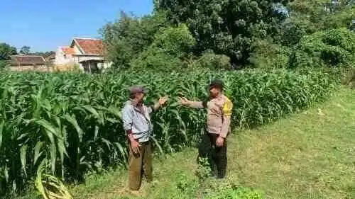Polsek Kademangan Perkuat Sinergi dengan Petani, Dorong Ketahanan Pangan dan Kamtibmas Berkelanjutan