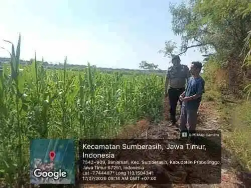 Polsek Sumberasih Turun ke Sawah, Pastikan Jagung Petani Tumbuh Optimal