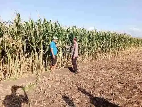 Polsek Sumberasih Dampingi Petani Rawat Jagung, Perkuat Ketahanan Pangan Nasional