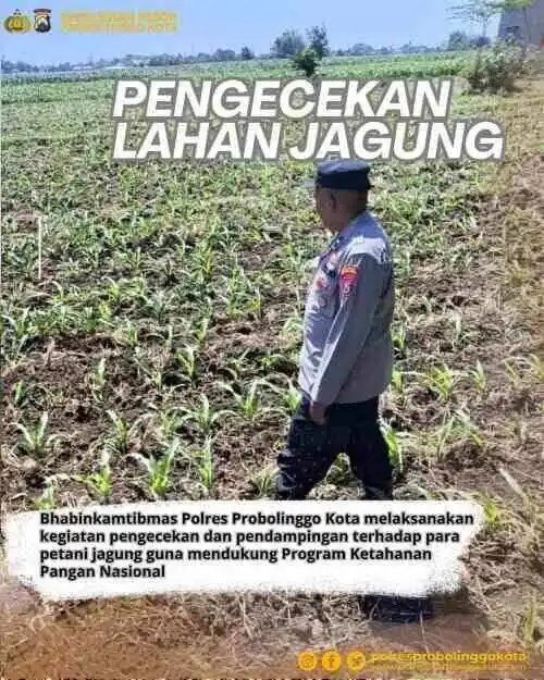 Polsek Tongas Optimistis Panen Jagung Berhasil, Pendampingan Petani Terus Dilakukan