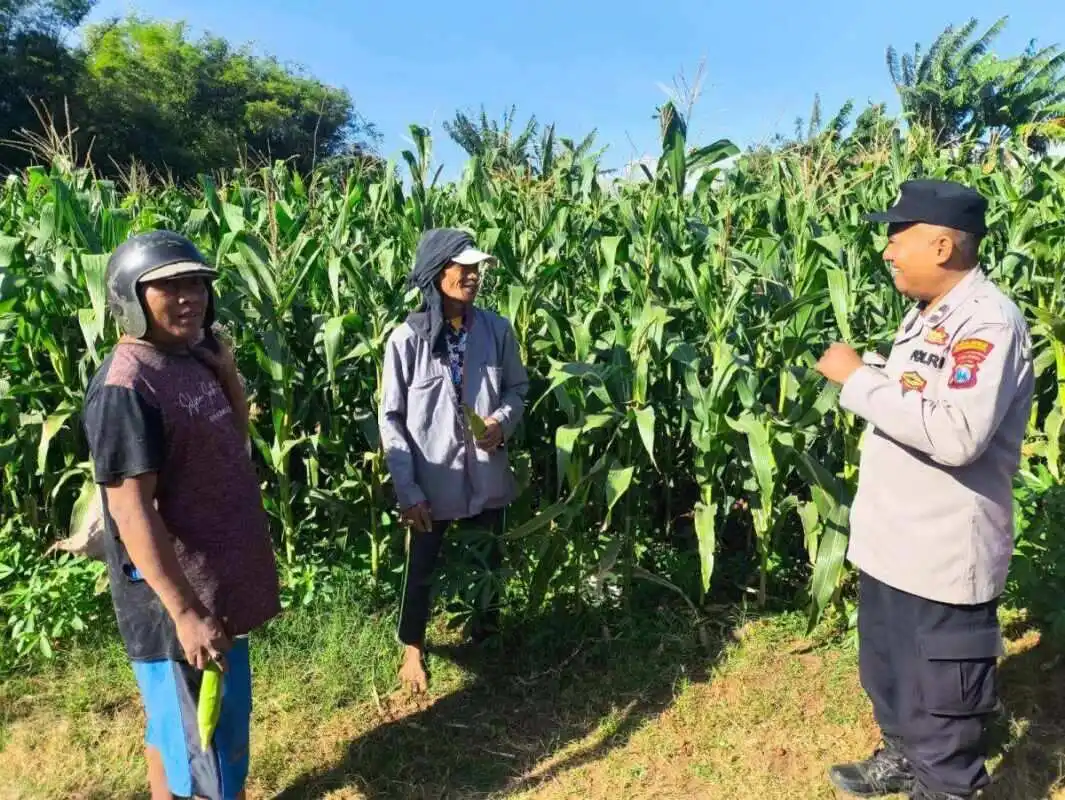 Polisi Pantau Lahan Jagung di Kedopok, Pastikan Siap Panen Dukung Ketahanan Pangan Nasional