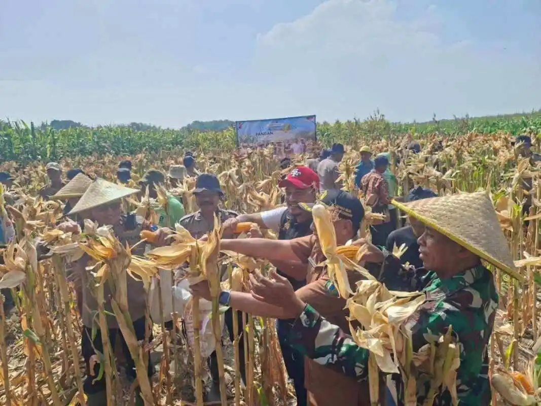 Panen Raya Jagung Balongbendo Sidoarjo, Polri dan Petani Bersinergi Perkuat Ketahanan Pangan Nasional