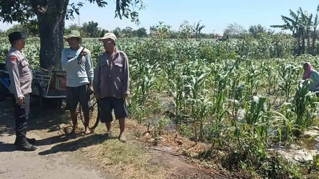 Polisi Dampingi Petani Jagung di Sumberasih, Pastikan Lahan Binaan Siap Dukung Ketahanan Pangan