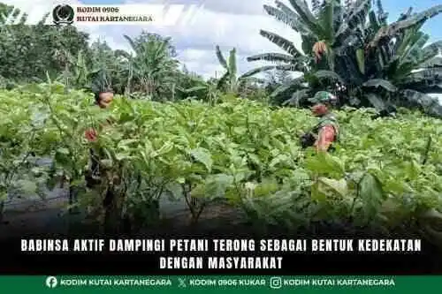 Babinsa Aktif Dampingi Petani Terong Sebagai Bentuk Kedekatan Dengan Masyarakat