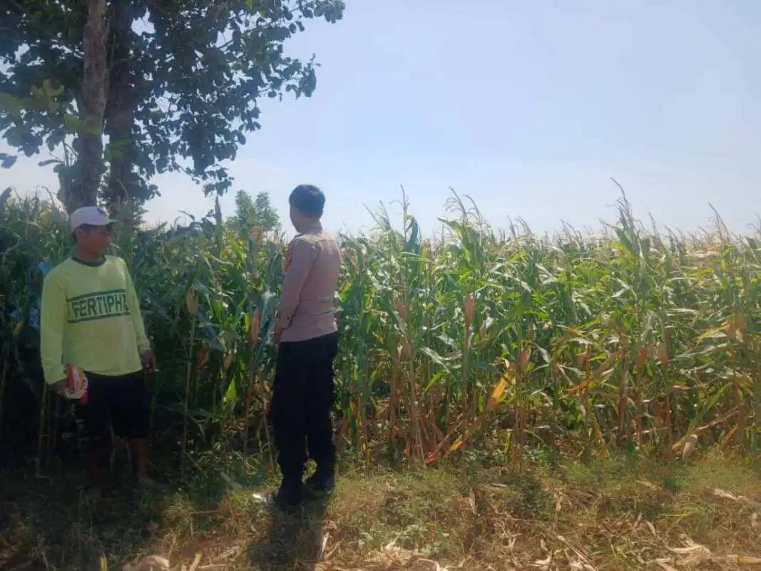 Bhabinkamtibmas Kedopok Dampingi Petani Jagung, Perkuat Ketahanan Pangan Nasional