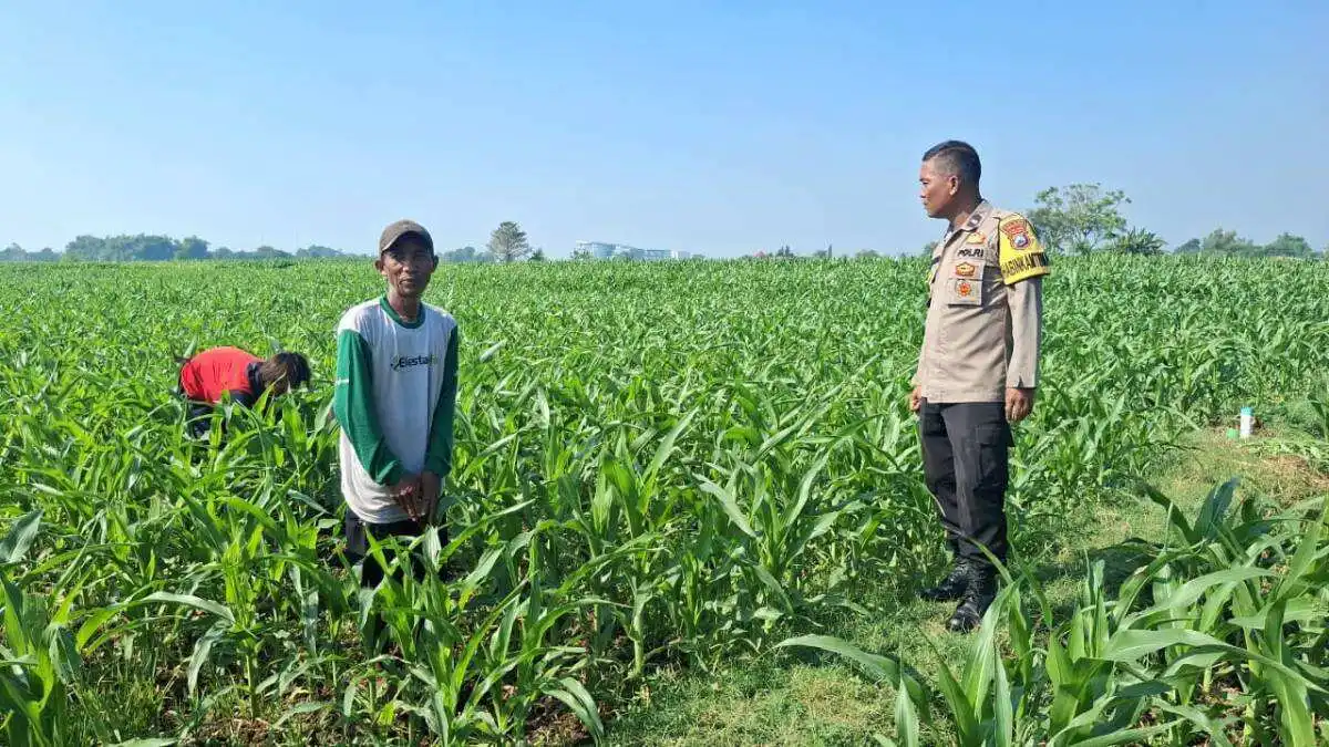 Polisi Sambangi Petani Jagung di Sumber Wetan, Dorong Ketahanan Pangan