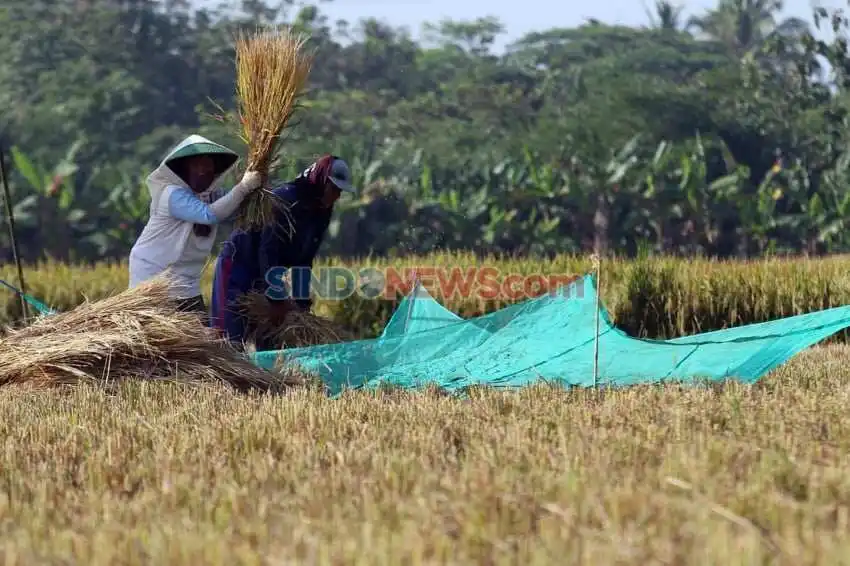 Mitigasi Efektif Menghadapi Ancaman El Nino pada Produksi Padi