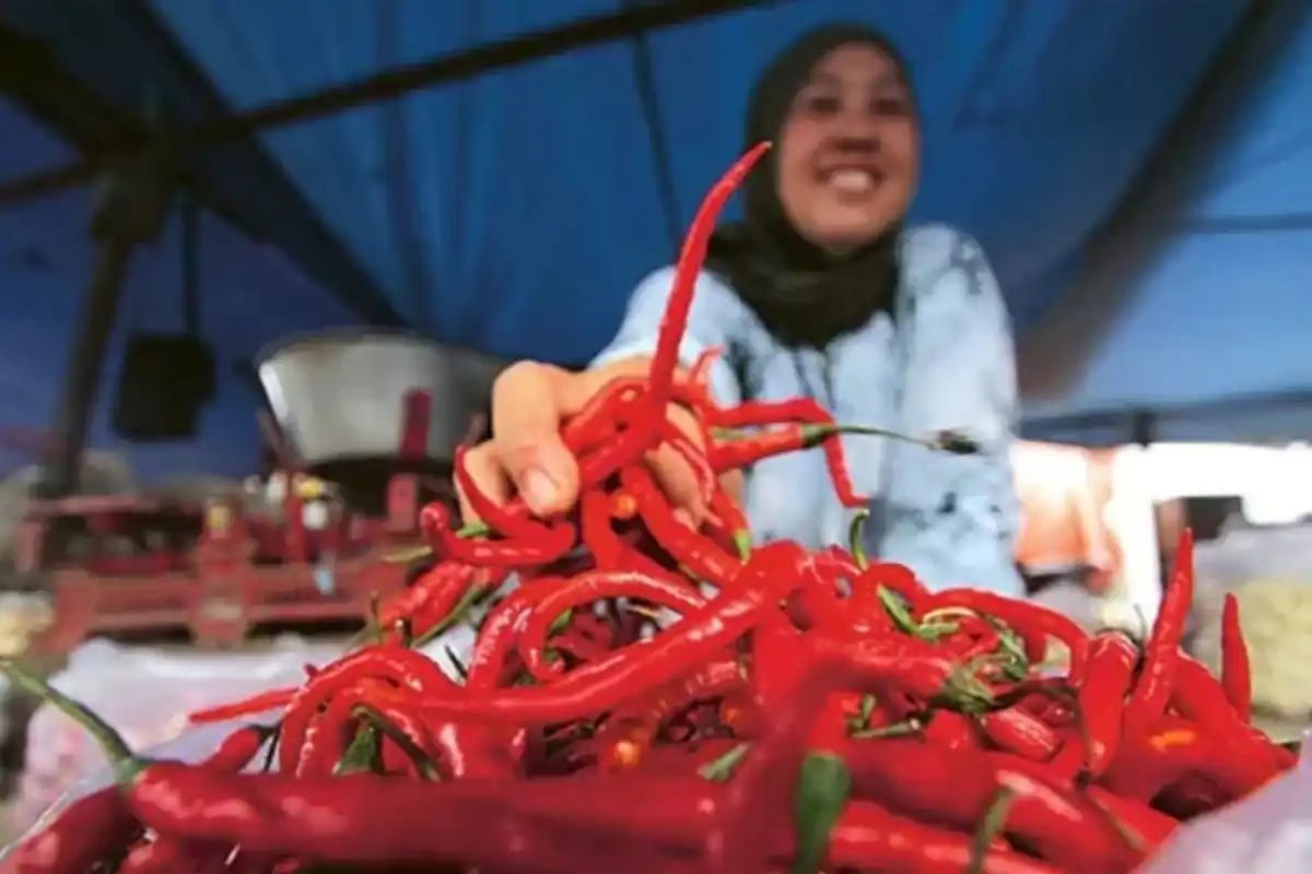 Upaya Stabilitas Harga Cabai Melalui Distribusi Berkelanjutan