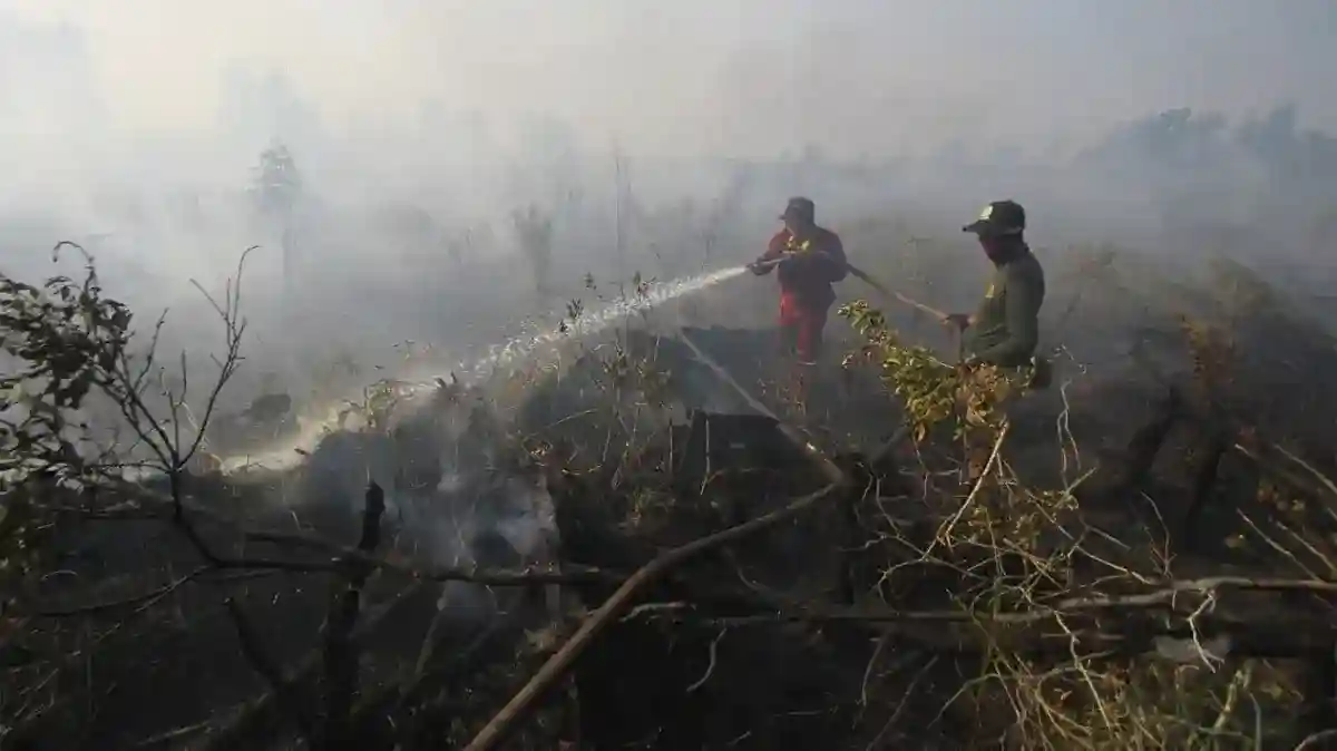 Petugas Kehutanan Toraja Utara Meninggal Tertimpa Pohon Usai Padamkan Karhutla