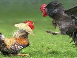 Berbulan-bulan Beroperasi, Judi Sabung Ayam di Nganjuk Tak Tersentuh Penindakan