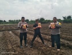 Polsek Cikupa Tanam Jagung Hibrida di Lahan 1 Hektar, Dukung Program Ketahanan Pangan Nasional