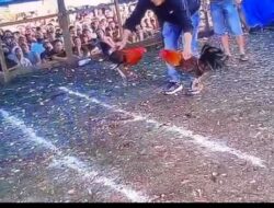 Sabung Ayam Ilegal Beroperasi Setiap Hari, Ke Mana Aparat Penegak Hukum Morowali?