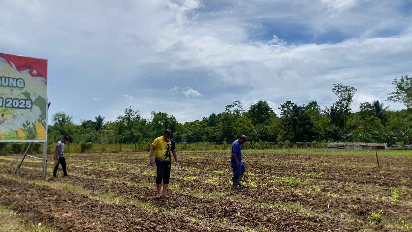 Penanaman Jagung Pipil di Lahan Polda Papua Barat Daya