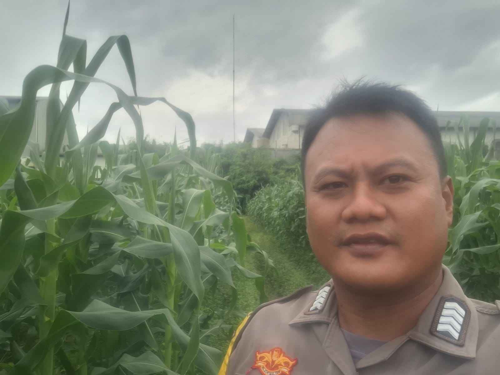 Bhabinkamtibmas Desa Talaga Lakukan Kontrol Lahan Jagung Dukung Program Ketahanan Pangan Bhabinkamtibmas Desa Talaga Lakukan Kontrol Lahan Jagung Dukung Program Ketahanan Pangan