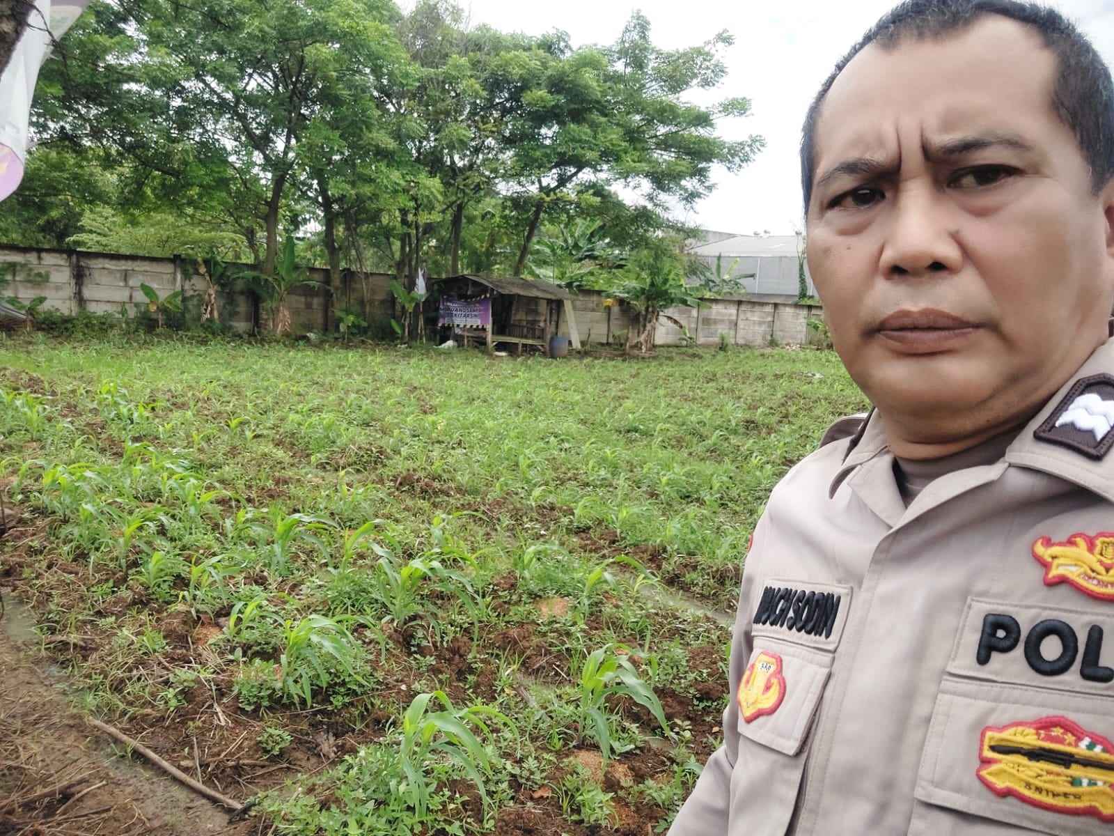 Bhabinkamtibmas Desa Sukadamai Monitoring Lahan Jagung Hibrida Dukung Ketahanan Pangan