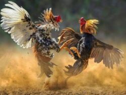 Ketika KUHP Tak Bertaji: Arena Judi di Nganjuk Ramai, Penindakan Nihil