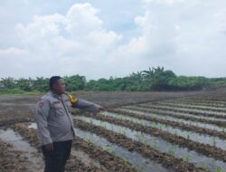 Bhabinkamtibmas Polsek Cikupa Monitoring Lahan Jagung Hibrida Dukung Program Ketahanan Pangan