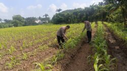 Polsek Cikupa Monitoring Lahan Jagung Hibrida di Panongan, Dukung Program Ketahanan Pangan 4 IMG 20260315 WA0022