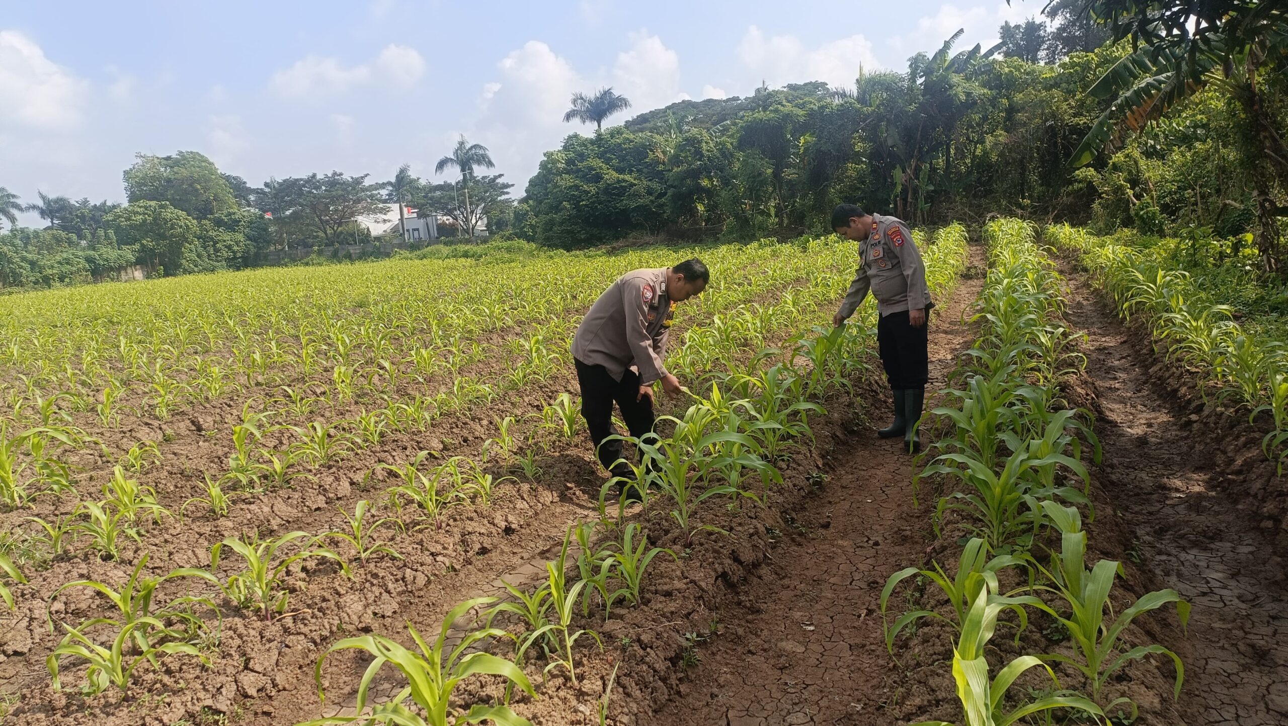 Polsek Cikupa Monitoring Lahan Jagung Hibrida di Panongan, Dukung Program Ketahanan Pangan 10 IMG 20260315 WA0022 scaled