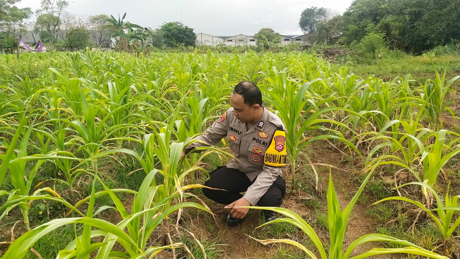 Tanaman Jagung 0,7 Hektare di Cikupa Daun Menguning, Pertumbuhan Terhambat, Bhabinkamtibmas Turun Tangan