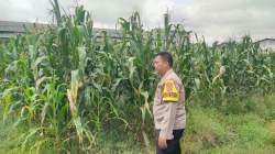 Bhabinkamtibmas Polsek Cikupa Kontrol Lahan Jagung, Dukung Program Ketahanan Pangan