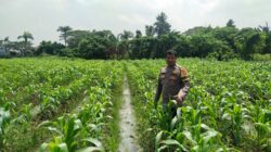 Kanit Binmas Polsek Cikupa Monitoring Lahan Jagung Program Ketahanan Pangan di Panongan