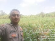 Polsek Cikupa Monitoring Lahan Jagung Hibrida, Dukung Program Ketahanan Pangan