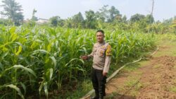 Polsek Cikupa Monitoring Program Jagung Hibrida, Dukung Ketahanan Pangan di Desa Sukanagara