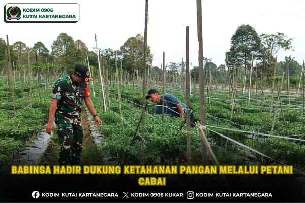 Babinsa Hadir Dukung Ketahanan Pangan melalui Petani Cabai Babinsa Hadir Dukung Ketahanan Pangan melalui Petani Cabai