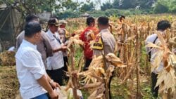 Polsek Cikupa Hadiri Panen Jagung Program 1 Desa 2 Hektar di Desa Talaga