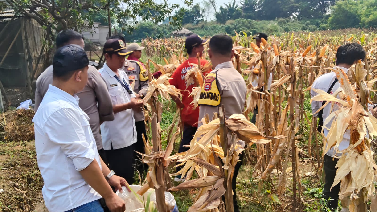 Polsek Cikupa Hadiri Panen Jagung Program 1 Desa 2 Hektar di Desa Talaga
