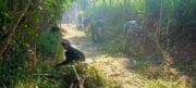 Satgas TMMD Ke-128 Kodim 0820/Probolinggo dan Warga Desa Brabe Gelar Pembersihan Jalan di Dusun Klagin