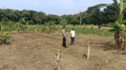 Polsek Cikupa Lakukan Pengecekan Perluasan Lahan Jagung di Desa Cibadak