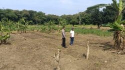 Polsek Cikupa Lakukan Pengecekan Perluasan Lahan Jagung di Desa Cibadak
