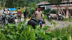 Penambahan Bibit Kakao dari PMK Tiba di Lokasi TMMD Ke-128 Kodim 1801/Manokwari