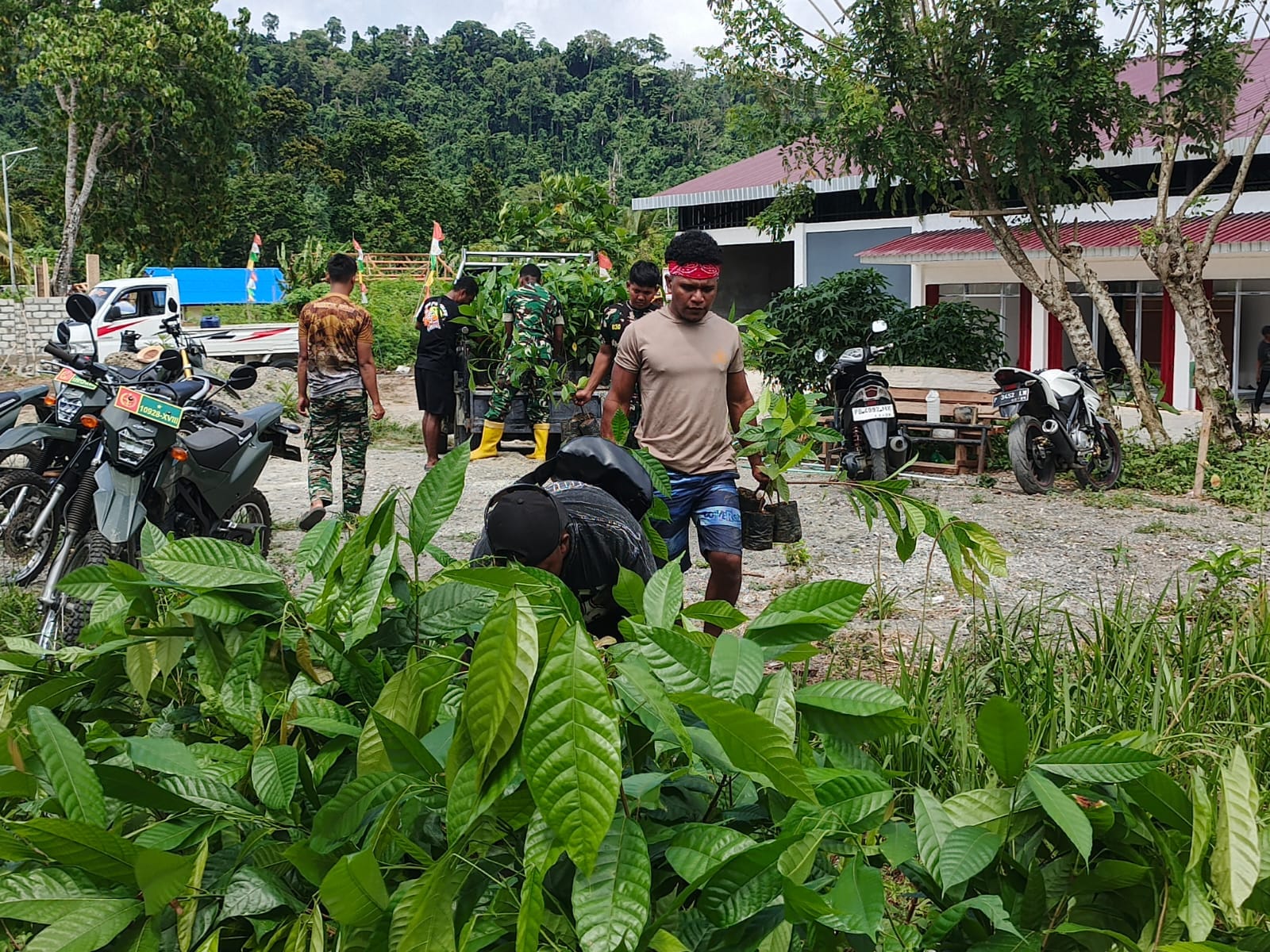 Penambahan Bibit Kakao dari PMK Tiba di Lokasi TMMD Ke-128 Kodim 1801/Manokwari