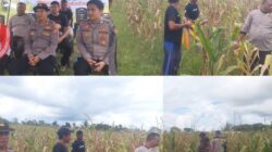 Dukung Ketahanan Pangan: Polres Sorong Selatan Panen Ratusan Kilogram Jagung Bersama Warga Monmok