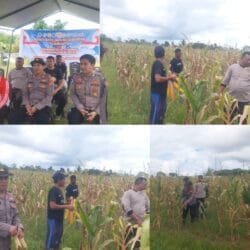 Dukung Ketahanan Pangan: Polres Sorong Selatan Panen Ratusan Kilogram Jagung Bersama Warga Monmok
