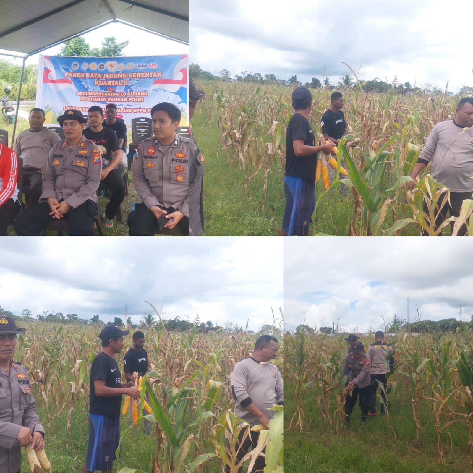 Dukung Ketahanan Pangan: Polres Sorong Selatan Panen Ratusan Kilogram Jagung Bersama Warga Monmok Dukung Ketahanan Pangan: Polres Sorong Selatan Panen Ratusan Kilogram Jagung Bersama Warga Monmok