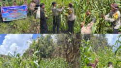 Panen Raya Jagung Serentak Kuartal II, Polres Maybrat dukung program ketahanan pangan Panen Raya Jagung Serentak Kuartal II, Polres Maybrat dukung program ketahanan pangan