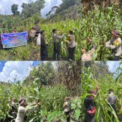 Panen Raya Jagung Serentak Kuartal II, Polres Maybrat dukung program ketahanan pangan Panen Raya Jagung Serentak Kuartal II, Polres Maybrat dukung program ketahanan pangan