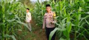 Bhabinkamtibmas Polsek Cikupa Cek Lahan Jagung Hibrida Program Ketahanan Pangan