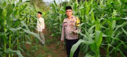 Bhabinkamtibmas Polsek Cikupa Cek Lahan Jagung Hibrida Program Ketahanan Pangan