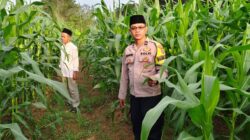 Bhabinkamtibmas Polsek Cikupa Cek Lahan Jagung Hibrida Program Ketahanan Pangan