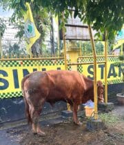Kirim Sapi Kurban ke Dapil, Bamsoet Tegaskan Idul Adha Momentum Perkuat Ketahanan Nasional di Tengah Gejolak Dunia
