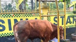 Kirim Sapi Kurban ke Dapil, Bamsoet Tegaskan Idul Adha Momentum Perkuat Ketahanan Nasional di Tengah Gejolak Dunia